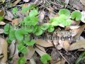 (image for) Pony Foot - Dichondra carolinensis 4 inch or bare root