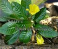 Floating Primrose - Ludwigia peploides / Bare Root Bundle