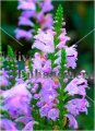(image for) Fall Obedient Plant - Physostegia virginiana 1 gallon