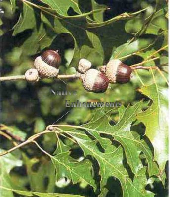 (image for) Nuttall Oak - Quercus nuttallii 5 gallon