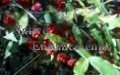 Strawberry Bush - Euonymus americana 5 gallon