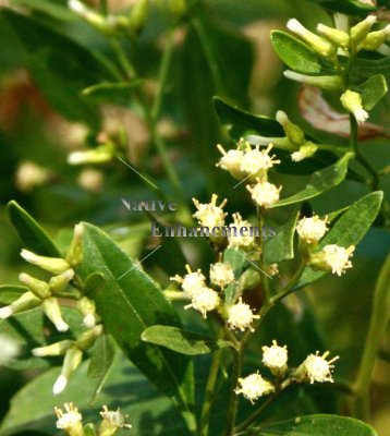 (image for) Salt Bush - Baccharis halimifolia / Plug