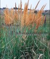 (image for) Indiangrass - Sorghastrum nutans 1 gallon