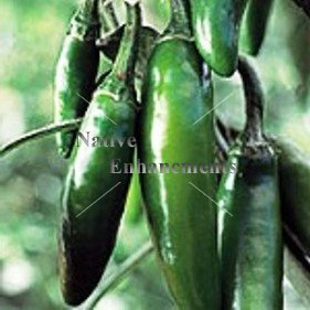 Serrano Pepper - Capsicum annuum 4 inch