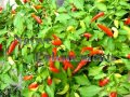 Cayenne Pepper - Capsicum annuum (Longum Group) 4 inch