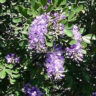 Texas Mountain Laurel - Sophora secundiflora 5 gallon