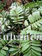 (image for) Cardboard Palm - Zamia furfuracea 5 gallon