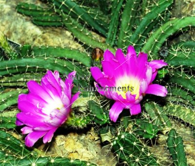 (image for) Lady Finger Cactus - Echinocereus pentalophus 1 gallon