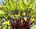 (image for) Red Stemmed Thalia – Thalia geniculata 5 gallon