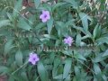 (image for) Soft Seeded Wild Petunia - Ruellia malacosperma 1 gallon