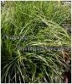 Cherokee Sedge - Carex cherokeensis 1 gallon