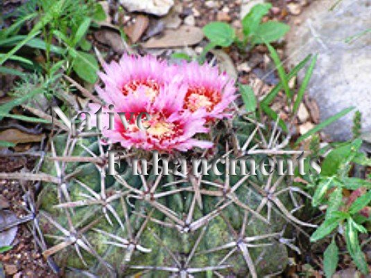 Texas Horse Crippler - Echinocactus texensis 1 gallon [CTS-TEXHC1] - $6.95  : Native Enhancements, The Source For Native Plants