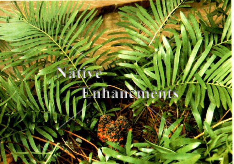 Florida Coontie - Zamia pumila 5 gallon [CYC-FLORC5] - $18.50 : Native  Enhancements, The Source For Native Plants