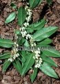 Florida Leucothoe, Agarista - Agarista populifolia 5 gal.
