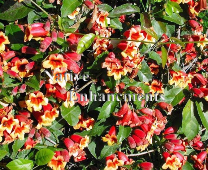 Cross Vine - Bignonia capreolata 1 gallon [VINE-CROS1] - $6.95 : Native  Enhancements, The Source For Native Plants