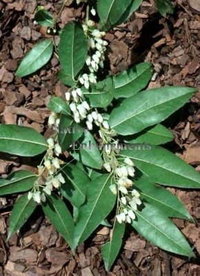 (image for) Florida Leucothoe, Agarista - Agarista populifolia 5 gal.