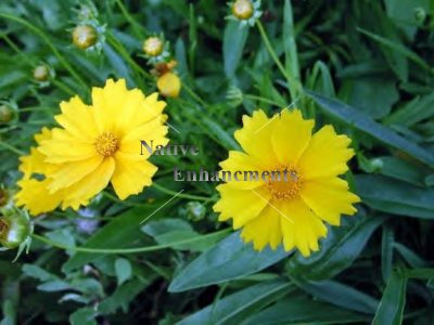 (image for) Coreopsis - Coreopsis grandiflora 1 gallon