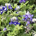 Bluebonnet - Lupinus texensis 4 inch