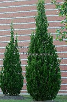 Southern Red Cedar "Brodie" - Juniperus silicicola 15 gallon