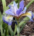 Blue Flag Iris - Iris virginica 5 gallon