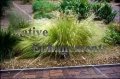 (image for) Mexican Feathergrass - Stipa tenuissima 1 gallon